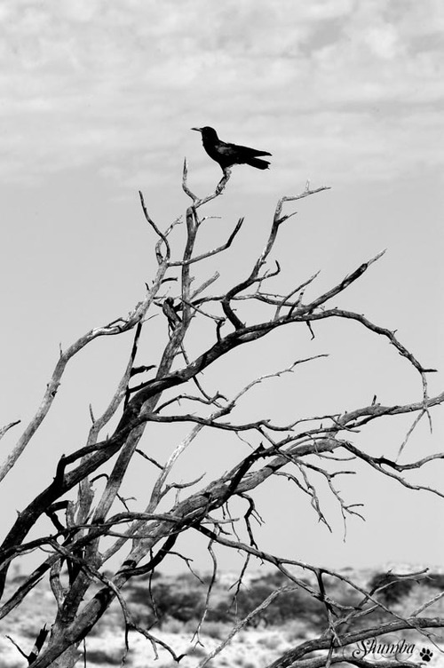Birds of the Kgalagadi