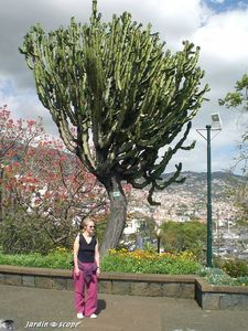 Euphorbia ingens