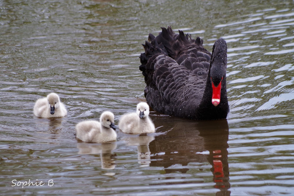 Cygnes noirs .