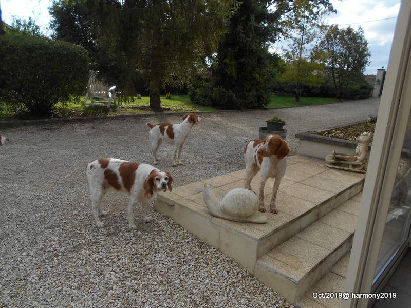 La famille Epagneul Breton