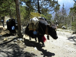 Une caravane de yaks non loin du hameau de Kyangjuma