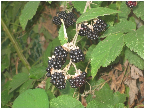 Fruits de l'été 