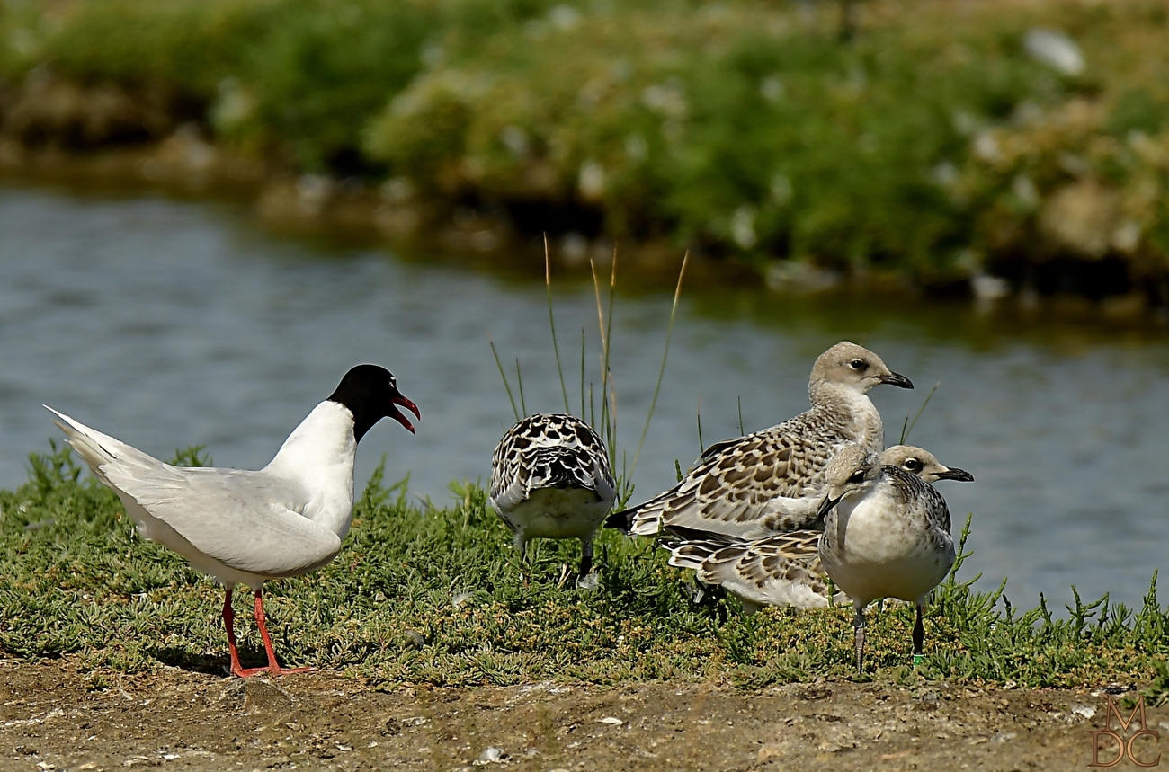 Mouette mélanocéphale...et poussins