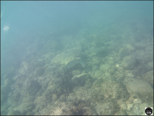 Grèce, vue sous-marine, de la mer Egée