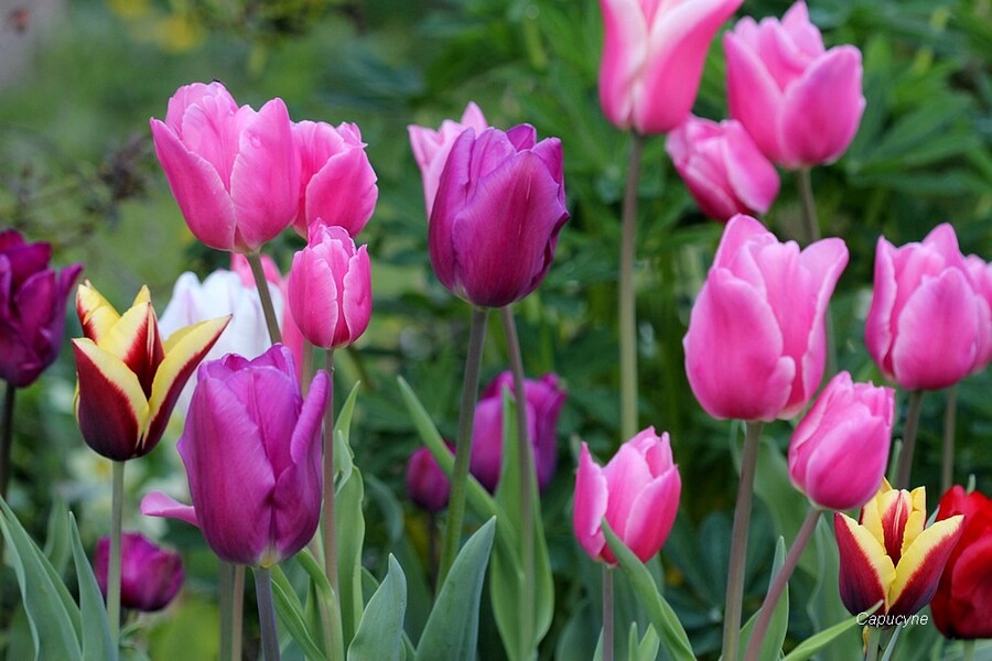 Bulbes de printemps au jardin