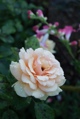 rose ambrée 'Breath of life' d'Harkness