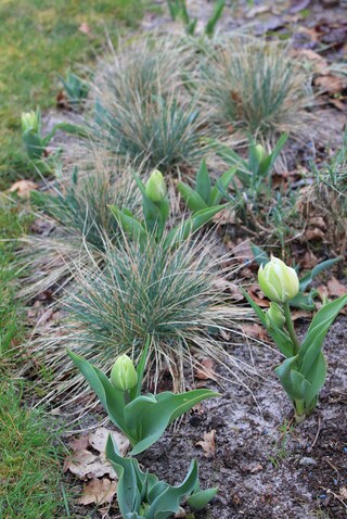 tulipes Angélique blanches et fétuques bleues