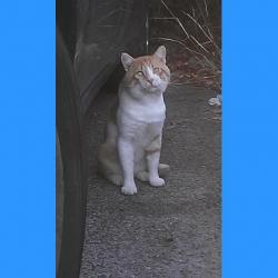 Trouvé chatte blanche tachée grise à Montpellier