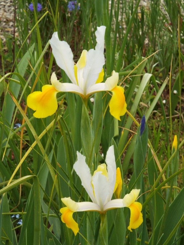 fleur blanches