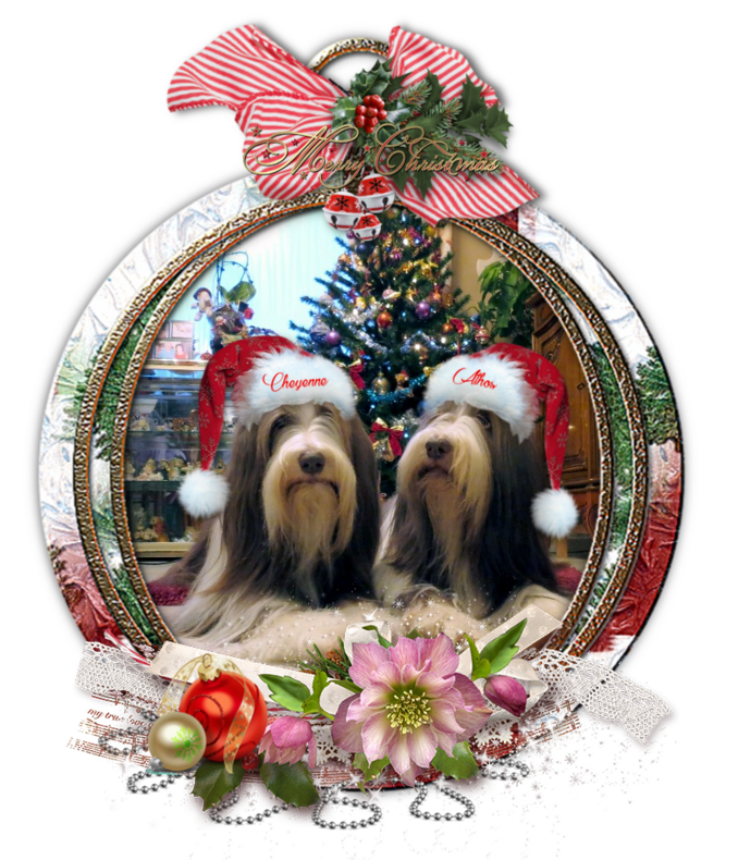 Joyeuses Fêtes de Noël ♥ Athos & Cheyenne ♥