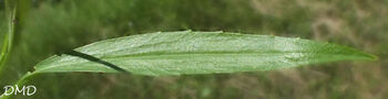 Ranunculus flammula  -  renoncule petite flamme