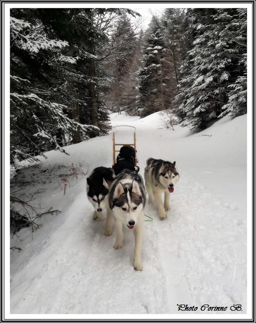 Husky des neiges (27 janvier 2019)