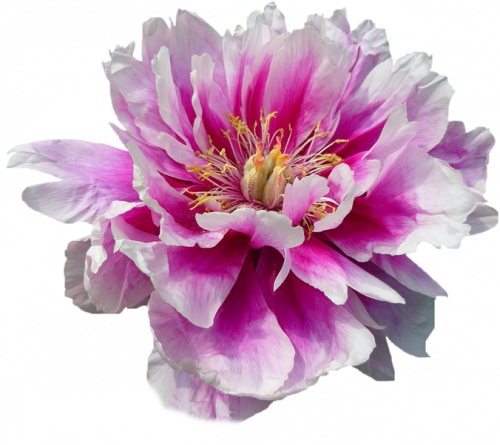 Tube fleur, tube pivoine
