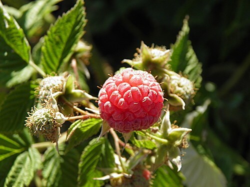 Framboise du jardin