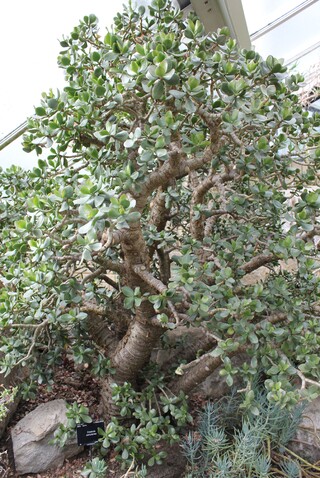 crassula portulacea - crassulaceae