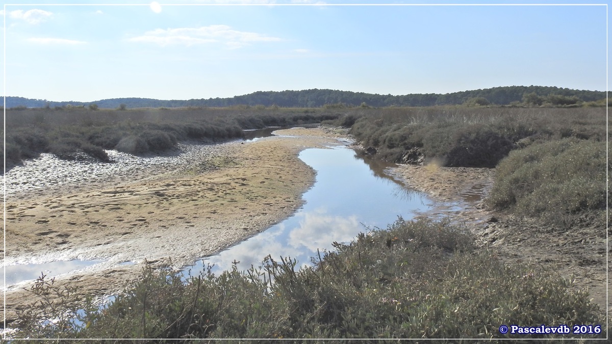 Arès : sa jetée, ses prés salés et son port ostréicole - Octobre 2016 - 4/11