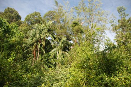 Mardi 16 juillet dans la jungle à Bako