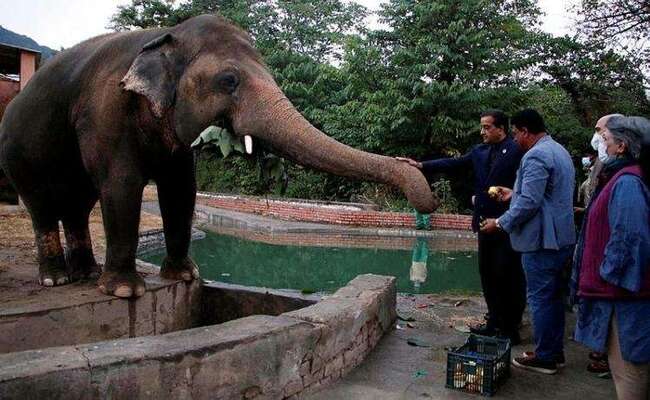 Kaavan, l’éléphant maltraité du Pakistan, va être transféré au Cambodge par avion
