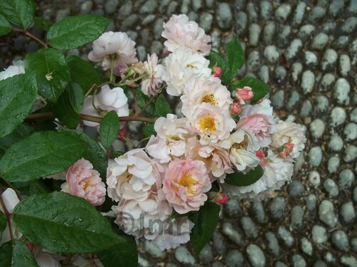 Un de mes rêves et des photographies de fleurs délicates sous la pluie