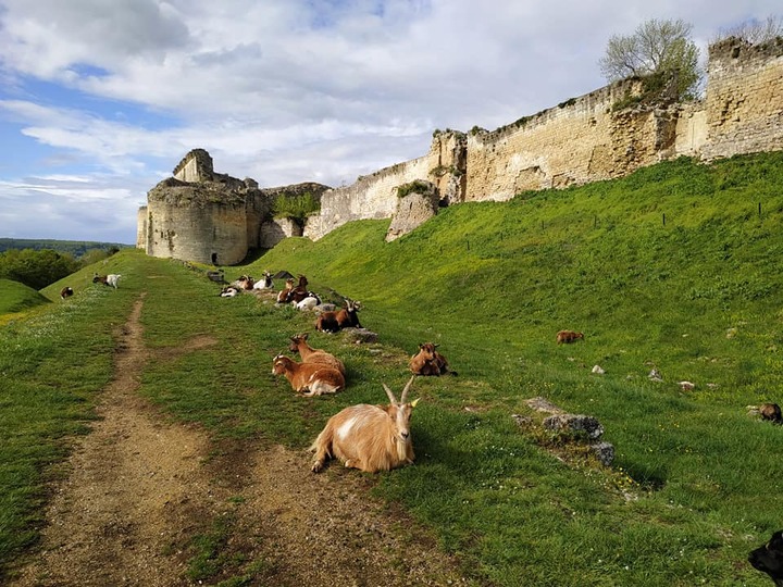 Coucy le Château