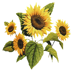 sunflowers gif tournesol - PicMix