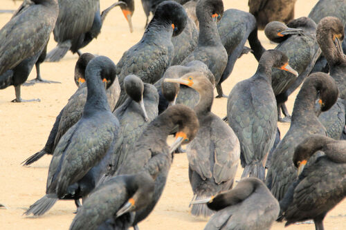 Cormoran du Cap (Cape Cormorant)