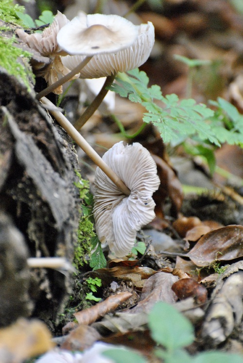 Champignons