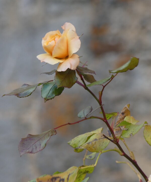 LES FLEURS DU SAMEDI