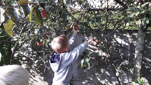 L'automne, la saison des pommes!