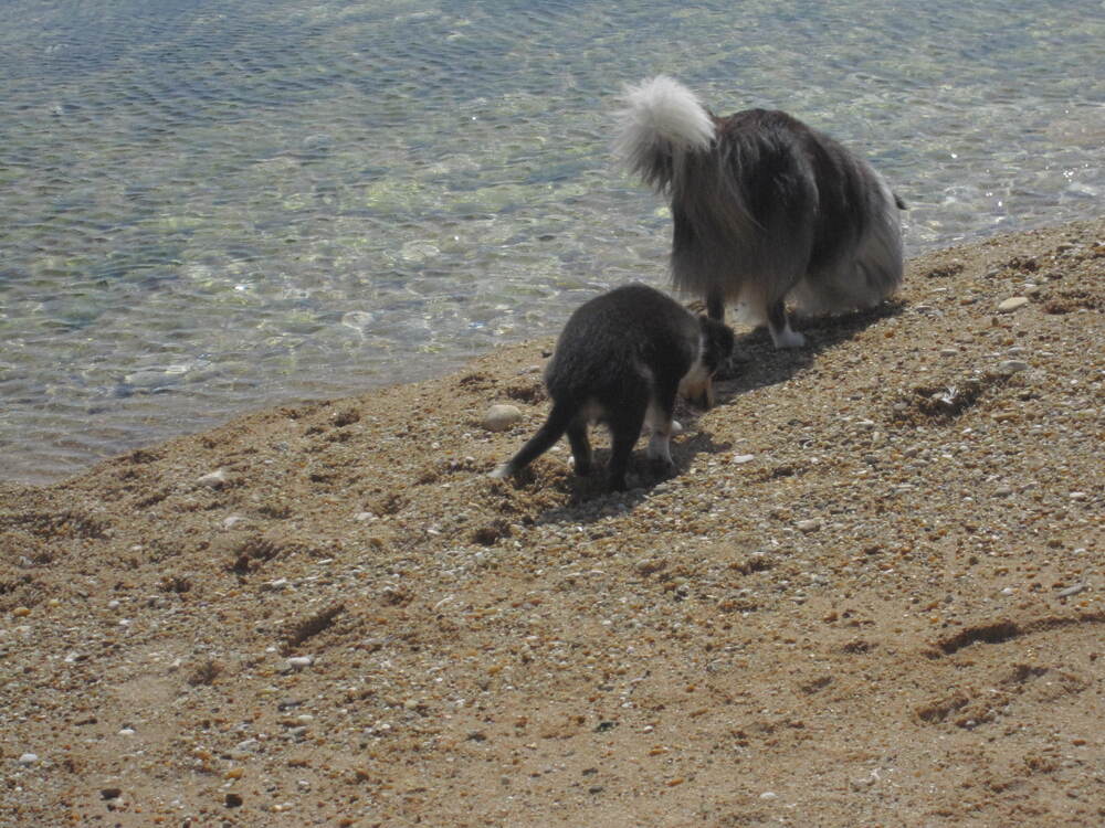 Une belle vie de chien !