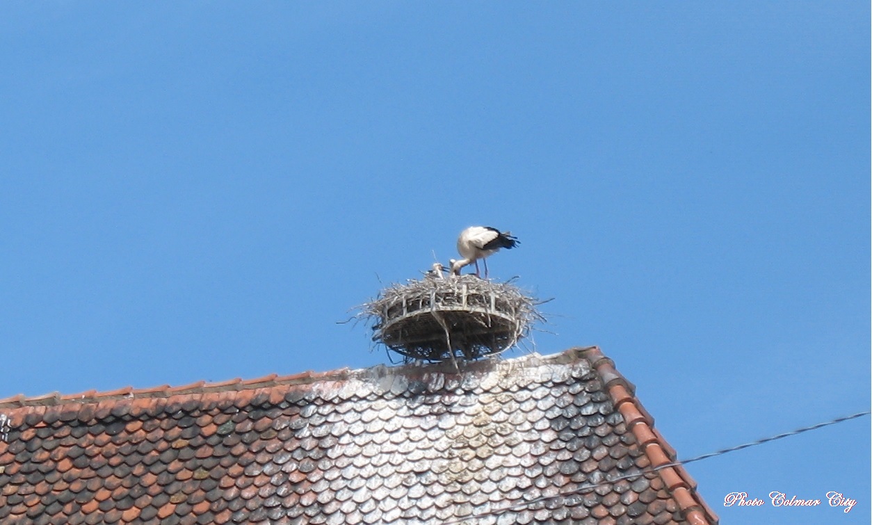 Colmar : Les cigognes des Catherinettes