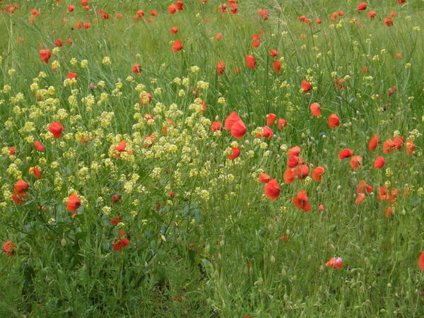 Ecourté...!!!