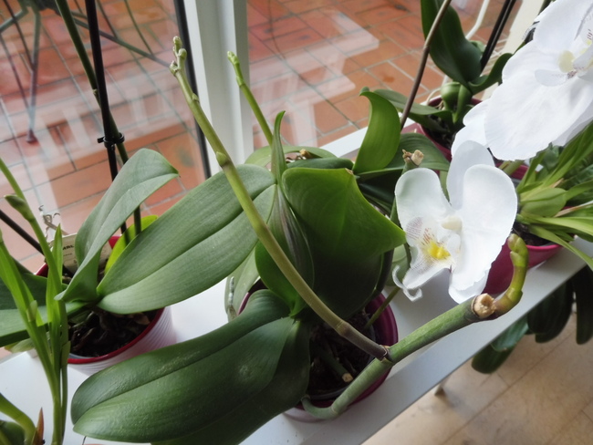 Mes orchidées...