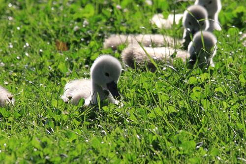 Cygne Tuberculé 2