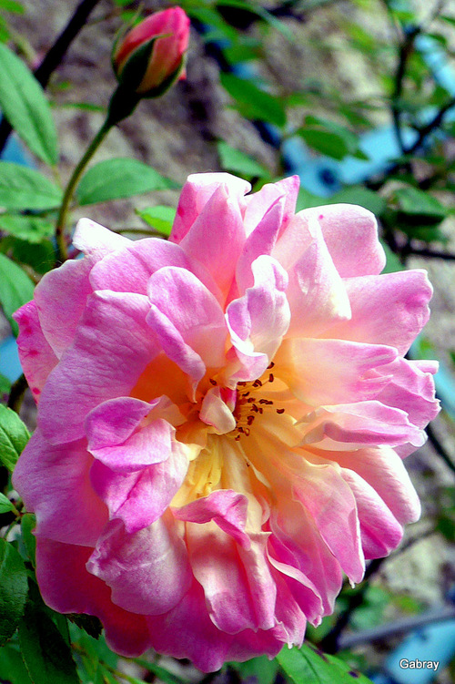 Des roses dans mon jardin ...