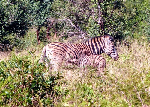 réserve de Hluhluwe; suite du safari;