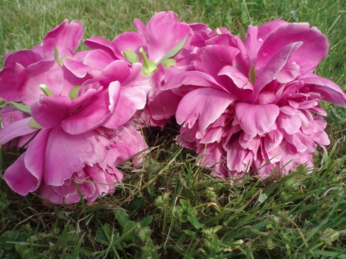 fleurs coupées de pivoines roses posées sur l'herbe verte, pétales formant une abondance de jupons comme pour des costumes de French Cancan