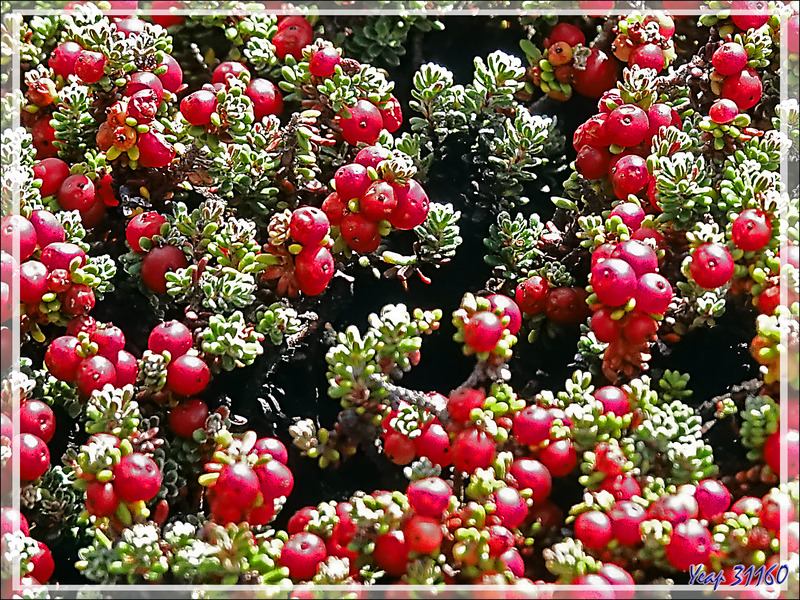 Camarine rouge, Diddle-Dee berry (Empetrum rubrum) - Ship Harbour - New Island - Falkland (Malouines, Malvinas) - Grande-Bretagne