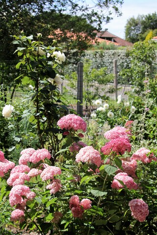 hydrangea arborescens 'Pink Annabelle' 