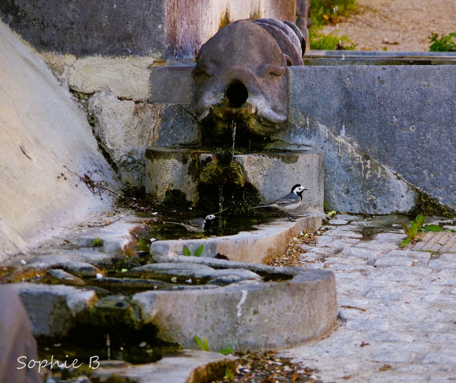Fontaines originales ( suite )