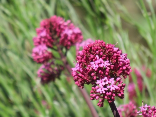 Fleurs de Campanie