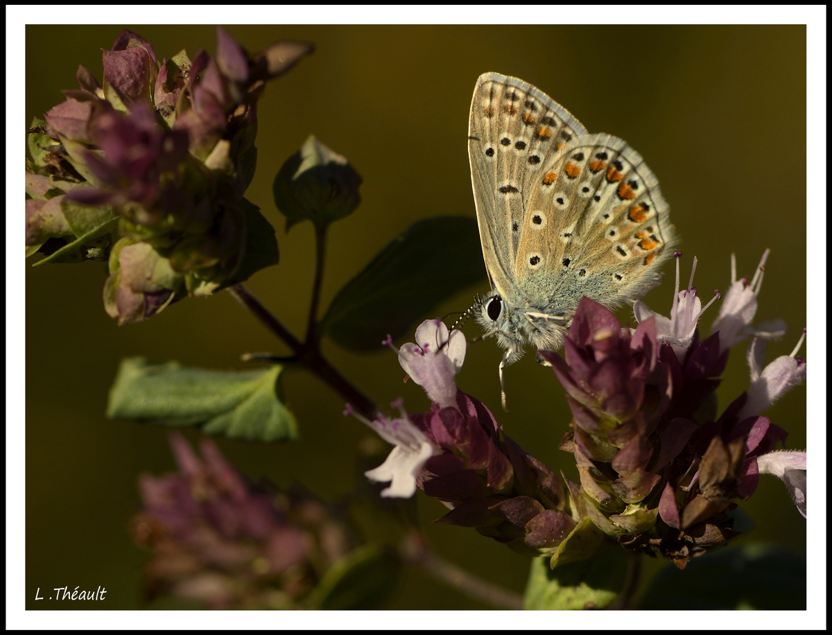 Papillons