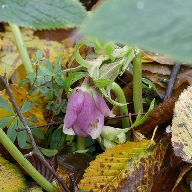 Un petit tour au jardin...