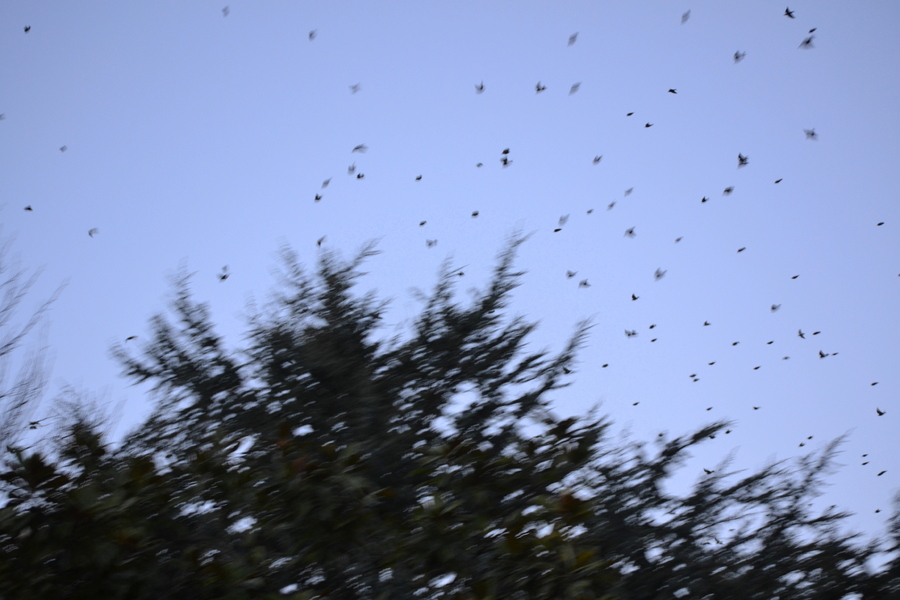  les oiseaux 