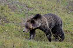 Pleins feux sur Yellowstone