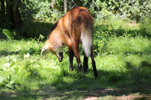 Bioparc de Doué la Fontaine (7).