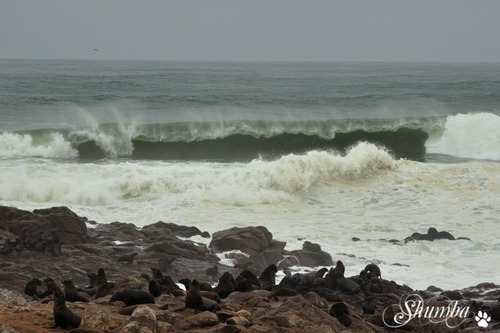 Surfing the waves with the seals