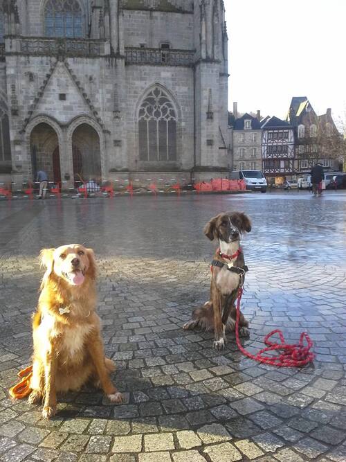 Crevette au centre ville de Quimper