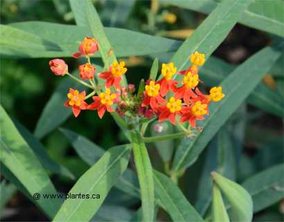 Photo d'Asclépiade de Curaçao - Asclepias curassavica