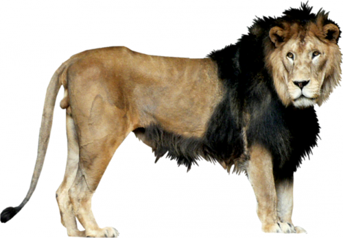 Lions Série 2